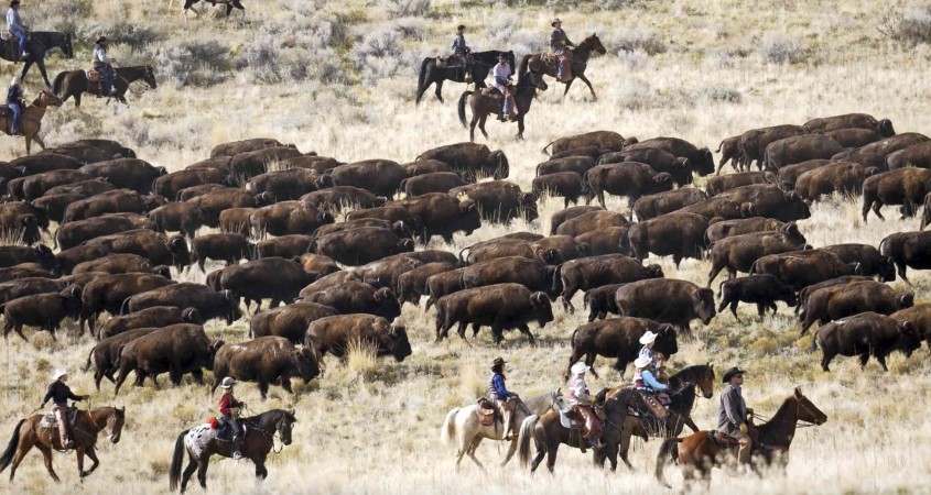 Horse riders, cowboy and an equestrian adventuress are driving bison to their winter pens