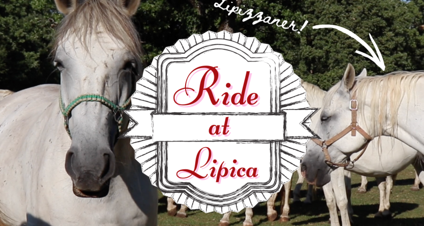 An article about riding in Lipica. Because we wanted to anser the question: Where do Lipizzaner horses come from?