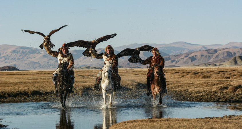 Three Mongolian eagle hunters at a full gallop showing off their skills