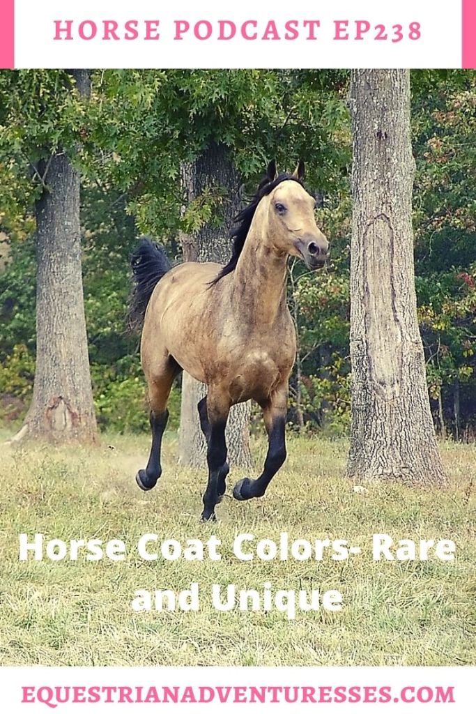 Horse and travel podcast pin - Ep:238 Horse Coat Colors -Rare and Unique