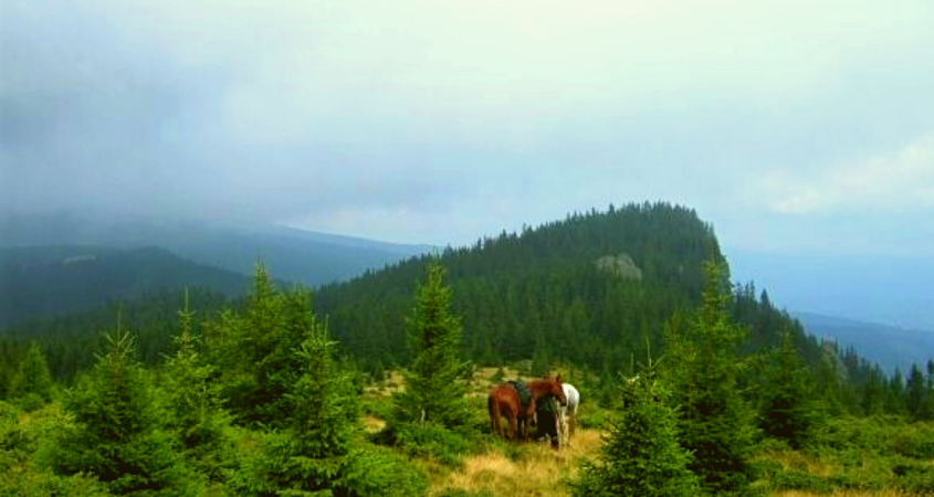 Feature Image: Horse Riding In Romania